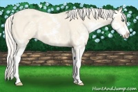 Horse Color:Cremello Sabino