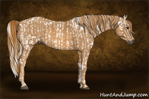 Horse Color:Gray White Spotted Black  Brindle