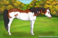 Horse Color:White Spotted Bay Splash Frame