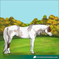Horse Color:Silver Brown Roan  and Silver Bay Blanket 