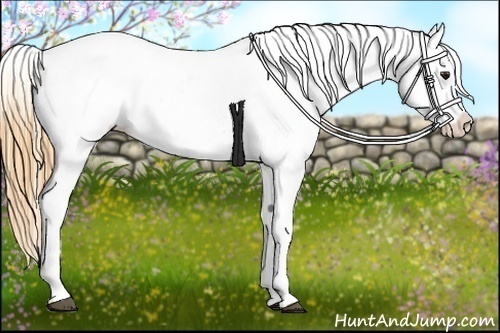Horse Color:Buckskin Roan Varnish