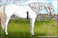 Horse Color:Buckskin Roan Appaloosa 