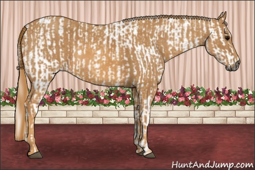 Horse Color:Gray White Spotted Black  Brindle