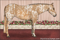 Horse Color:Gray White Spotted Black  Brindle