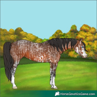 Horse Color:Brown Roan Splash and Brown