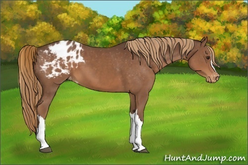 Horse Color:Liver Chestnut Appaloosa 