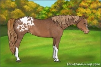 Horse Color:Liver Chestnut Appaloosa 