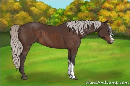 Horse Color:Silver Bay 
