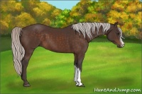 Horse Color:Silver Bay 