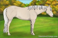 Horse Color:Silver Smoky Creme Rabicano 