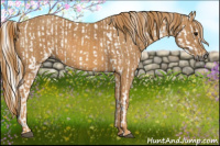 Horse Color:Gray White Spotted Black  Brindle