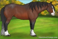 Horse Color:Bay Roan Splash 