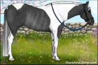 Horse Color:Black Tobiano Rabicano