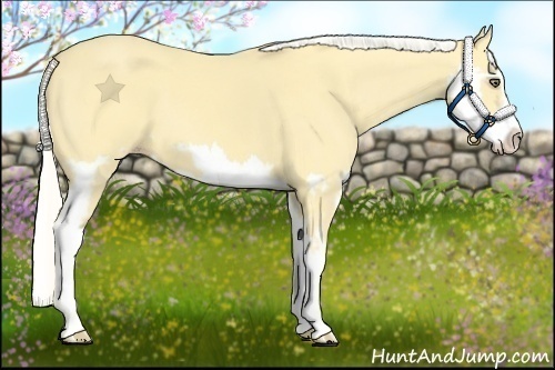 Horse Color:Silver Amber Cream Champagne Dun Splash Frame
