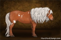 Horse Color:White Spotted Silver Bay Sabino 