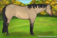 Horse Color:Bay Dun