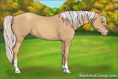 Horse Color:Silver Classic Champagne Sabino 