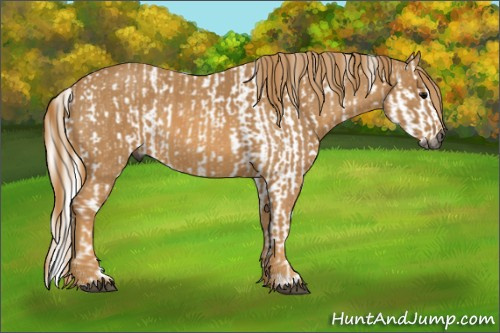 Horse Color:Gray White Spotted Black  Brindle