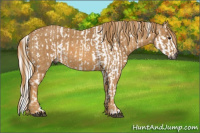 Horse Color:Gray White Spotted Black  Brindle