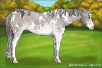 Horse Color:White Spotted Bay Appaloosa 