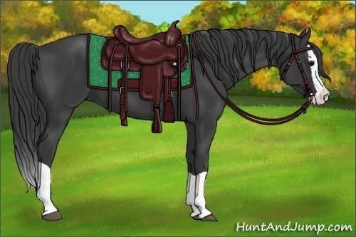 Horse Color:Black Splash