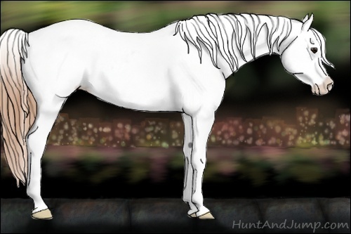 Horse Color:White Spotted Black Pearl Frame Near Fewspot Rabicano