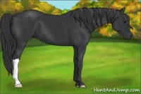 Horse Color:Black 