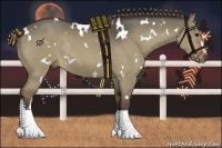 Horse Color:White Spotted Silver Bay Dun Sabino Rabicano