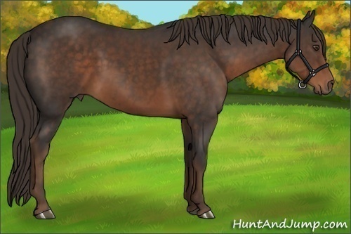Horse Color:Liver Chestnut 