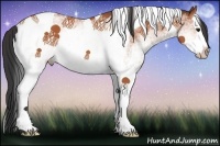 Horse Color:White Spotted Bay Splash Tobiano