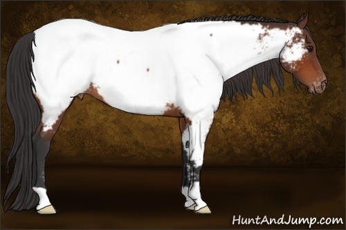 Horse Color:Bay Appaloosa Rabicano