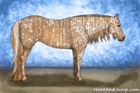 Horse Color:Gray White Spotted Black  Brindle