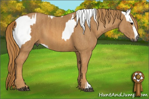 Horse Color:Gray White Spotted Smoky Black  Brindle