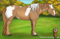 Horse Color:Gray White Spotted Smoky Black  Brindle
