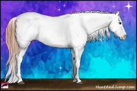 Horse Color:Buckskin Appaloosa