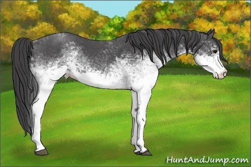 Horse Color:White Spotted Smoky Blue Roan