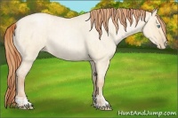 Horse Color:Buckskin Roan Pearl Dun and Buckskin Roan Pearl Dun