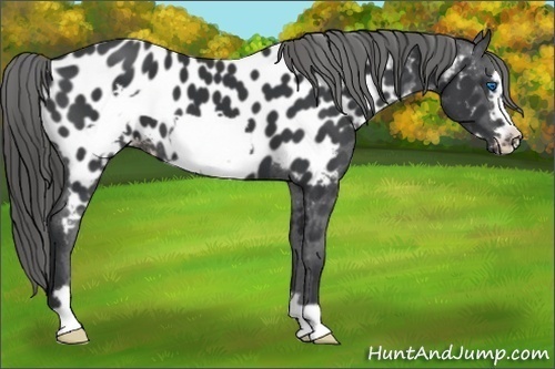 Horse Color:Black Frame Appaloosa