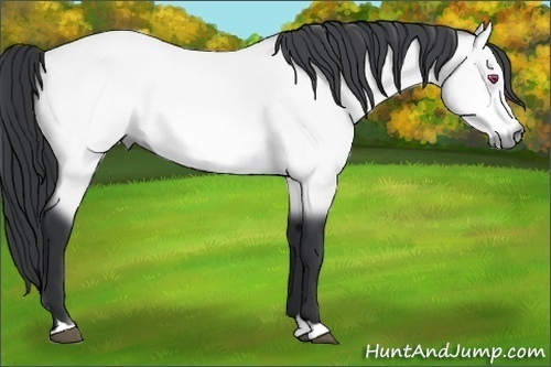 Horse Color:Bay Chinchilla 