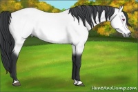 Horse Color:Bay Chinchilla 