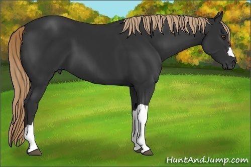 Horse Color:Liver Chestnut 