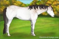 Horse Color:White Spotted Amber Champagne 