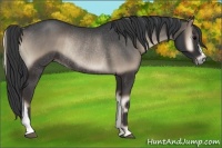 Horse Color:Blue Onyx Rabicano