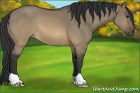 Horse Color:Buckskin Dun 