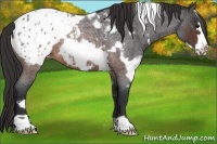 Horse Color:White Spotted Brown Roan Frame Appaloosa