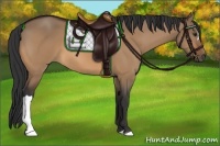 Horse Color:Bay Dun
