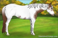 Horse Color:Chestnut Tobiano Frame