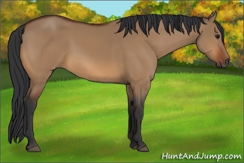 Horse Color:Bay Dun 