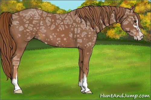 Horse Color:Chestnut Ice Sabino 