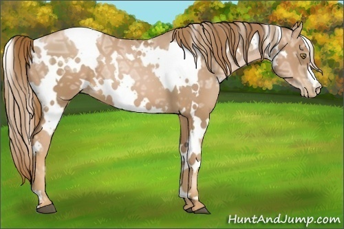 Horse Color:White Spotted Chestnut Ice Pearl